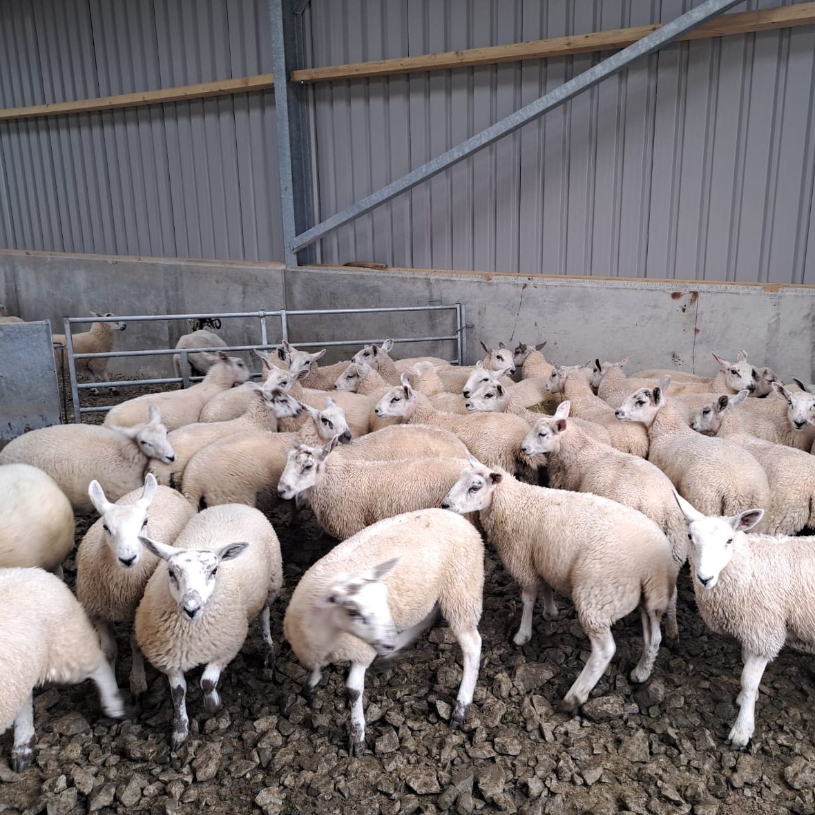 sheep reproduction | buy sheep online | breeds of sheep | crossbreed ewes | low carbon sheep | sheep for sale wales